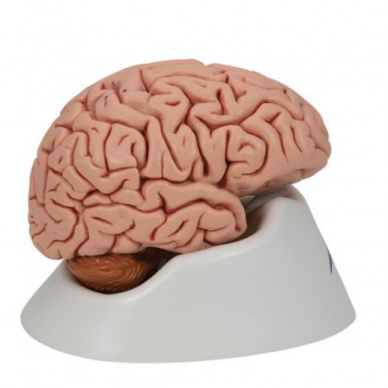 Smegenų modelis, 5 dalys 2