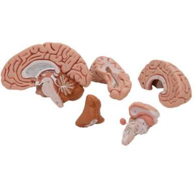 Smegenų modelis, 5 dalys 4