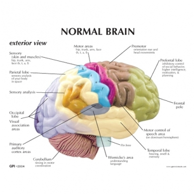 Smegenų pusinis modelis 1