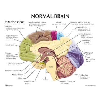 Smegenų pusinis modelis 2