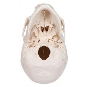 Suaugusiojo žmogaus kaukolės modelis, 22 dalys 4