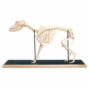 Šuns skeleto modelis