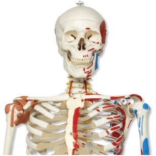 Super žmogaus skeleto modelis „Sam” (lankstus, su raumenimis ir raiščiais; tvirtinimas prie dubens)