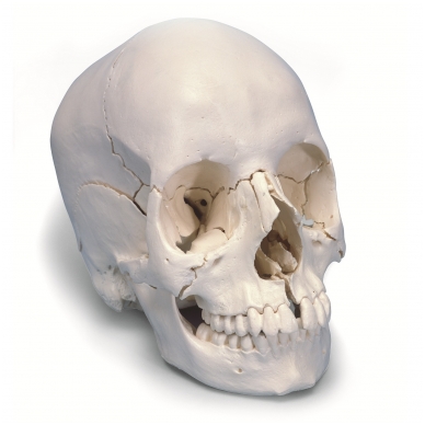 Suaugusiojo žmogaus kaukolės modelis, 22 dalys