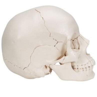 Suaugusiojo žmogaus kaukolės modelis, 22 dalys 1