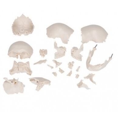 Suaugusiojo žmogaus kaukolės modelis, 22 dalys 3