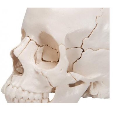 Suaugusiojo žmogaus kaukolės modelis, 22 dalys 5