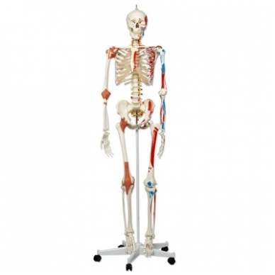 Super žmogaus skeleto modelis „Sam” (lankstus, su raumenimis ir raiščiais; tvirtinimas prie dubens) 1