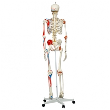 Super žmogaus skeleto modelis „Sam” (lankstus, su raumenimis ir raiščiais; tvirtinimas prie dubens) 2
