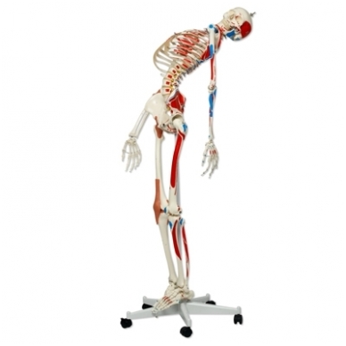 Super žmogaus skeleto modelis „Sam” (lankstus, su raumenimis ir raiščiais; tvirtinimas prie dubens) 3