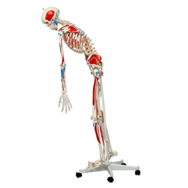 Super žmogaus skeleto modelis „Sam” (lankstus, su raumenimis ir raiščiais; tvirtinimas prie dubens) 4