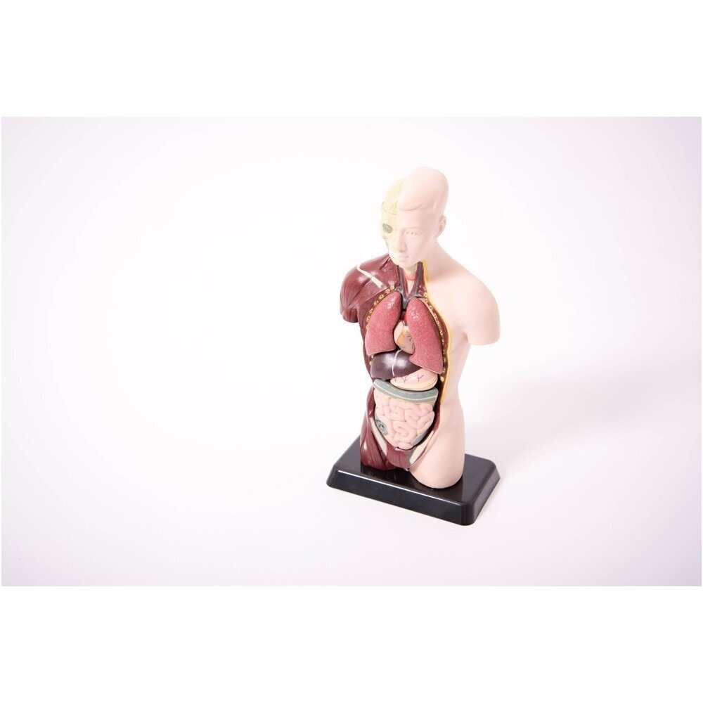 Torso modelis 270mm 1 Torso modelis 270mm 1