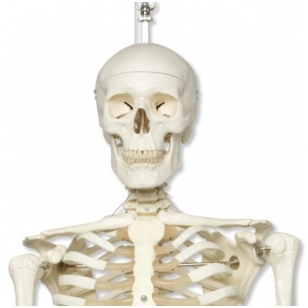 Žmogaus skeleto modelis „Stan” (kabantis)