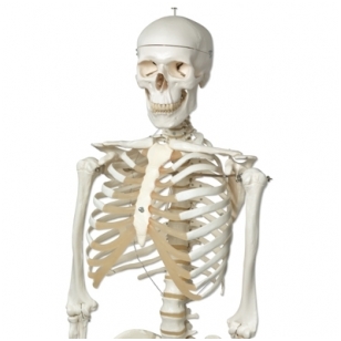 Žmogaus skeleto modelis „Stan“ (natūralaus dydžio)
