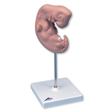 Žmogaus embriono modelis (4 savaičių, padidintas 25 kartus)