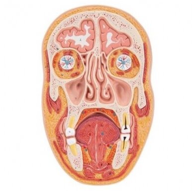 Žmogaus galvos modelis 1