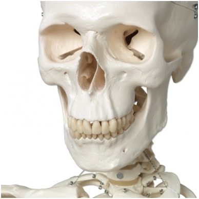 Žmogaus skeleto modelis „Stan” (kabantis) 1