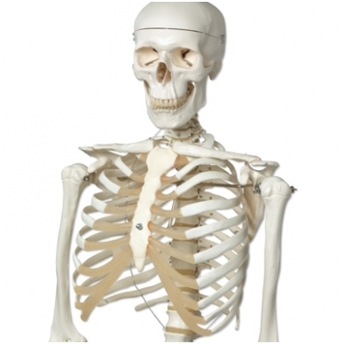 Žmogaus skeleto modelis „Stan” (kabantis) 2