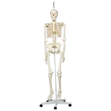 Žmogaus skeleto modelis „Stan” (kabantis) 3