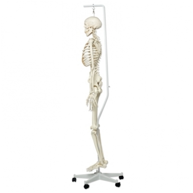 Žmogaus skeleto modelis „Stan” (kabantis) 4