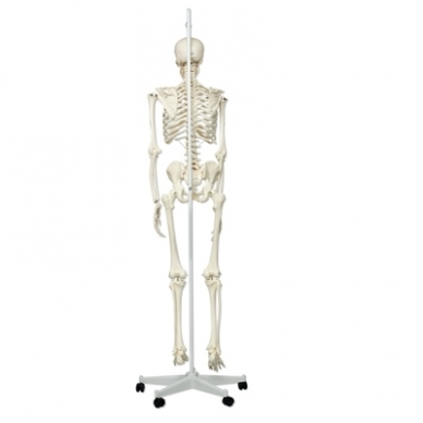 Žmogaus skeleto modelis „Stan” (kabantis) 5