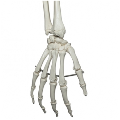 Žmogaus skeleto modelis „Stan” (kabantis) 6
