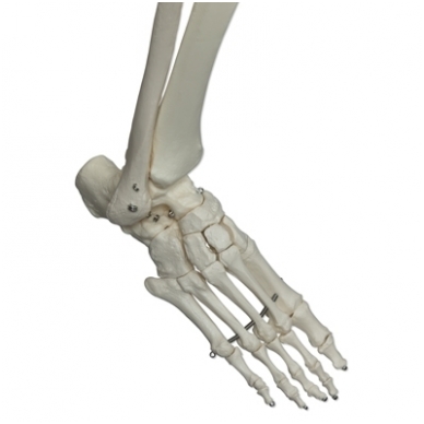 Žmogaus skeleto modelis „Stan” (kabantis) 7