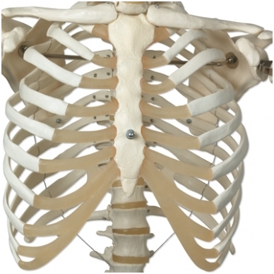 Žmogaus skeleto modelis „Stan” (kabantis) 8