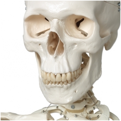 Žmogaus skeleto modelis „Stan“ (natūralaus dydžio) 3