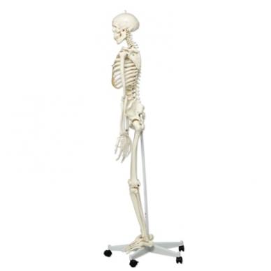 Žmogaus skeleto modelis „Stan“ (natūralaus dydžio) 2