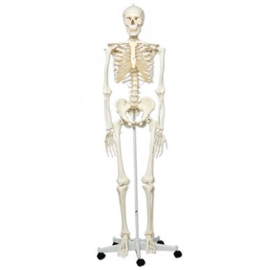 Žmogaus skeleto modelis „Stan“ (natūralaus dydžio) 1