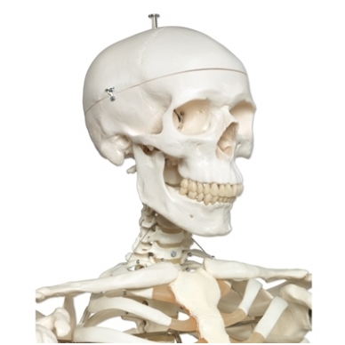 Žmogaus skeleto modelis „Stan“ (natūralaus dydžio) 4