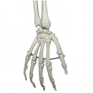 Žmogaus skeleto modelis „Stan“ (natūralaus dydžio) 6