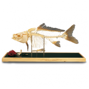 Žuvies skeleto modelis
